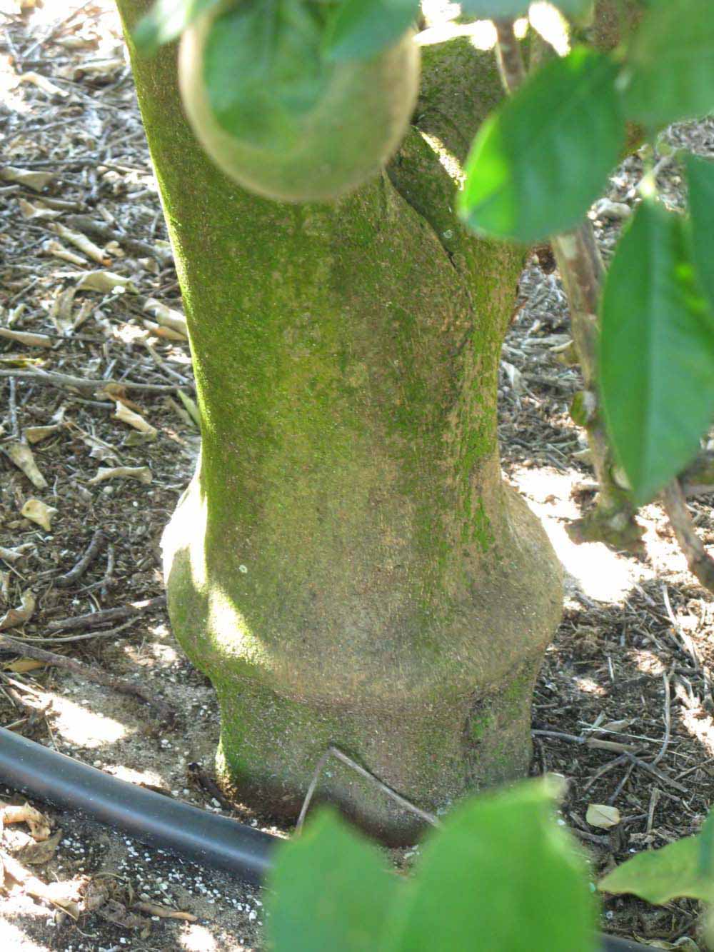              Bark (Winter Haven, FL)       